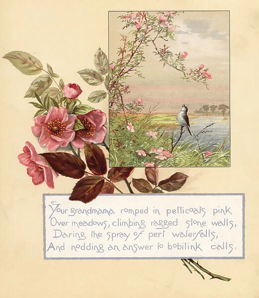 Roses, Rosa canina, with landscape and song bird