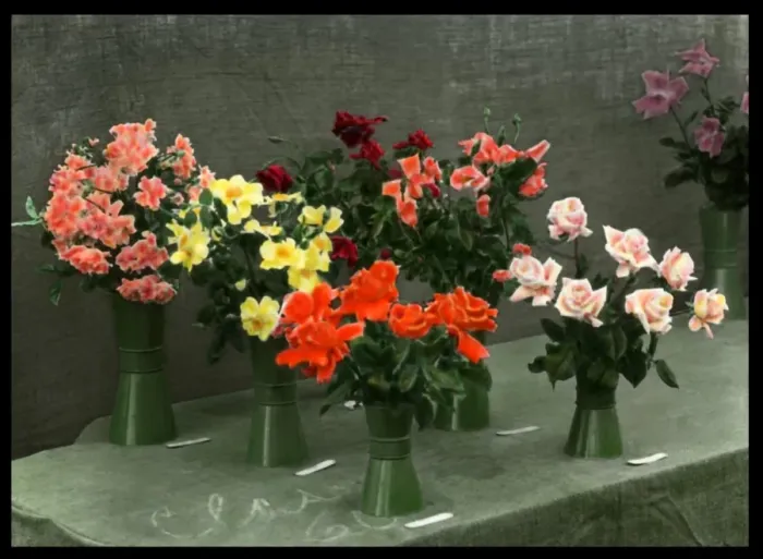 Framed Print : Roses in vases, set out on a table Framed Print : Roses in vases, set out on a table
