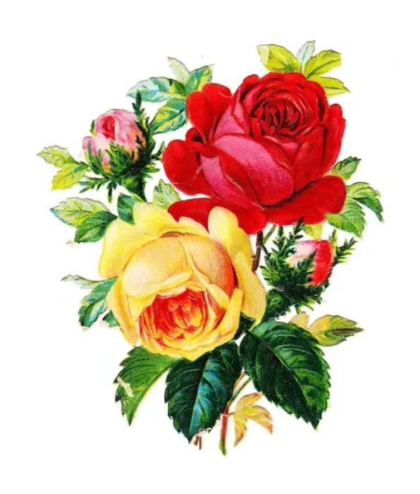Framed Print : Roses on a Victorian scrap Framed Print : Roses on a Victorian scrap