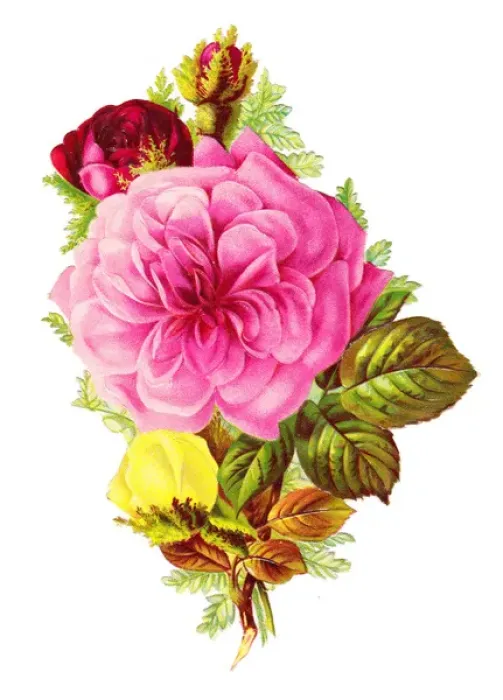 Framed Print : Roses on a Victorian scrap Framed Print : Roses on a Victorian scrap