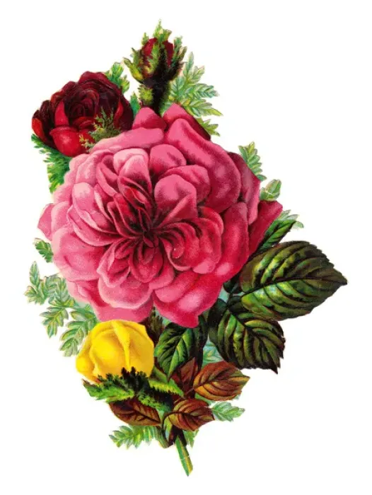 Framed Print : Roses on a Victorian scrap Framed Print : Roses on a Victorian scrap