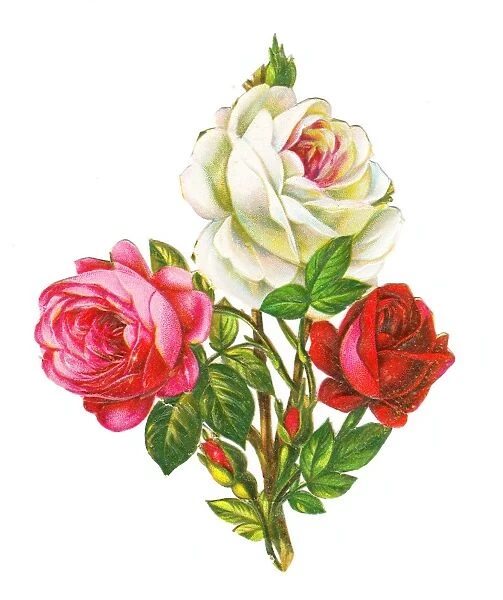 Roses on a Victorian scrap