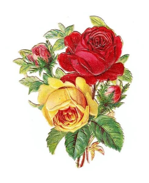 Roses on a Victorian scrap