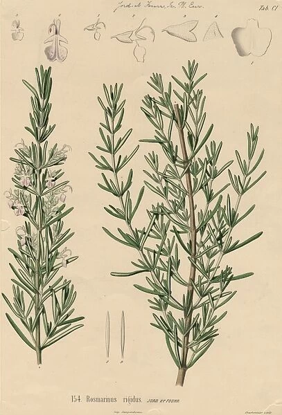 Rosmarinus rigidus, rosemary