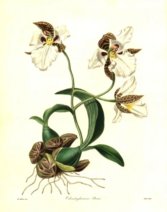 Framed Print : Ross rhynchostele orchid, Rhynchostele rossii Framed Print : Ross rhynchostele orchid, Rhynchostele rossii