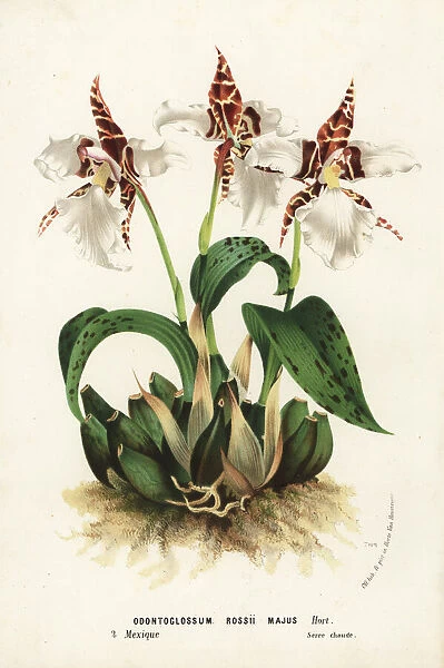 Ross rhynchostele orchid, Rhynchostele rossii