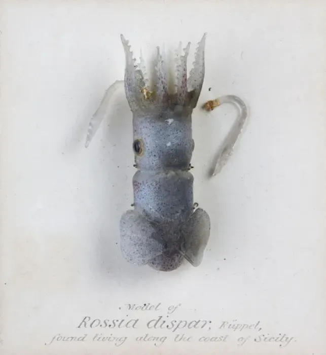 Framed Print : Rossia dispar, squid Framed Print : Rossia dispar, squid