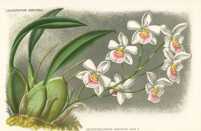 Framed Print : Rossioglossum krameri orchid Framed Print : Rossioglossum krameri orchid