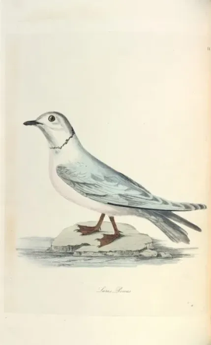 Framed Print : Rosss Gull Framed Print : Rosss Gull