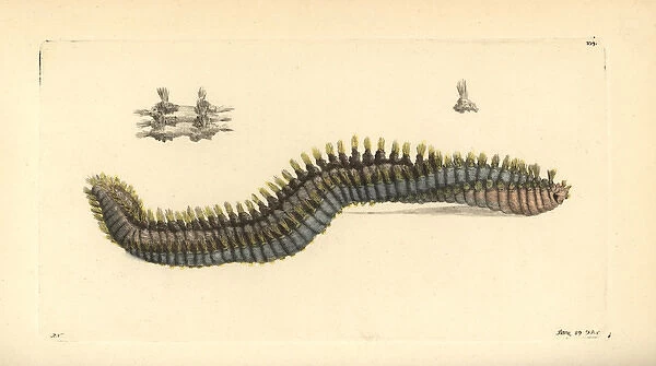 Rostrated terebella sea worm, Terebella rostrata