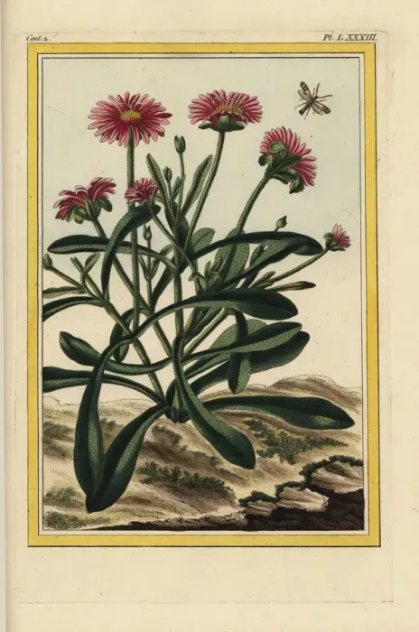 Framed Print : Rosy dewplant, Lampranthus roseus Framed Print : Rosy dewplant, Lampranthus roseus