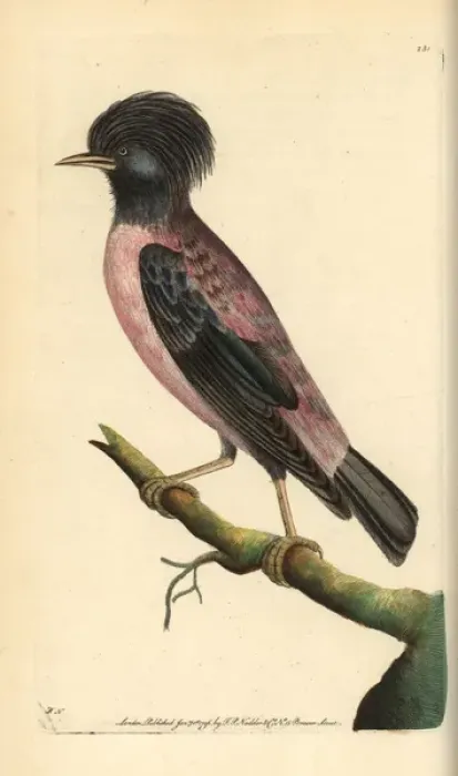 Framed Print : Rosy starling, Sturnus roseus Framed Print : Rosy starling, Sturnus roseus
