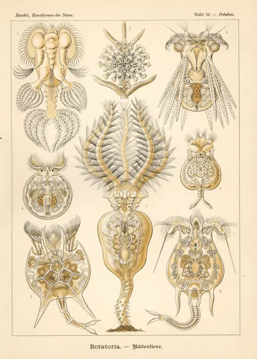 Framed Print : Rotatoria protozoa species Framed Print : Rotatoria protozoa species