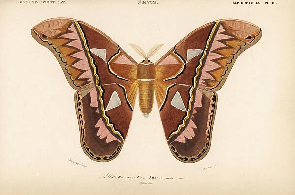 Rothschildia aurota moth (Attacus aurota)
