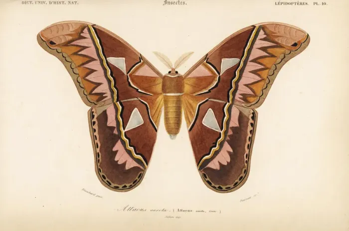 Framed Print : Rothschildia aurota moth (Attacus aurota) Framed Print : Rothschildia aurota moth (Attacus aurota)