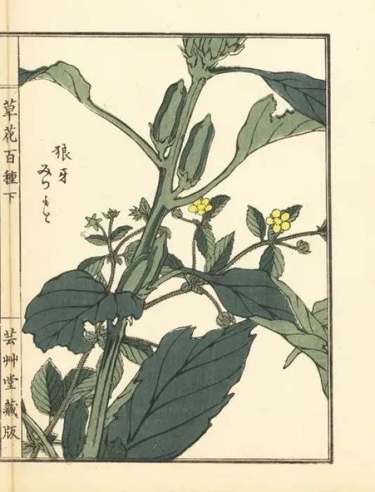 Framed Print : Rouge or sulphur cinquefoil, Potentilla recta Framed Print : Rouge or sulphur cinquefoil, Potentilla recta