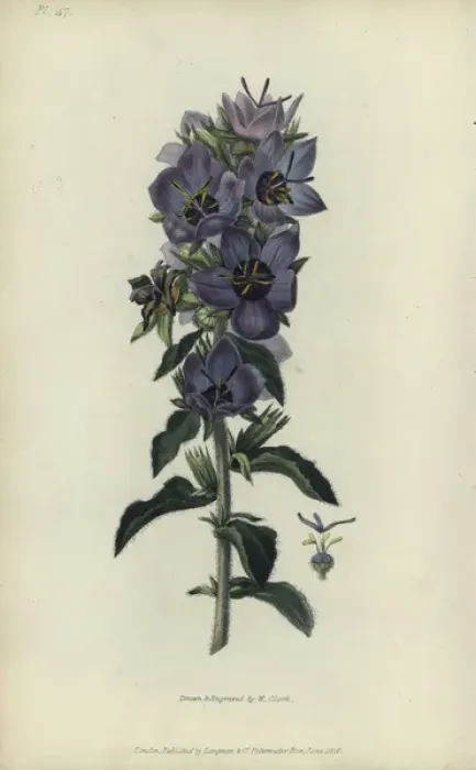 Framed Print : Rough bellflower, Campanula peregrina Framed Print : Rough bellflower, Campanula peregrina