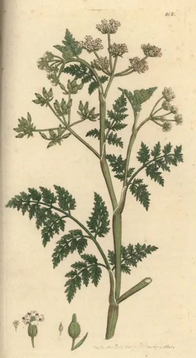 Framed Print : Rough chervil, Anthriscus caucalis Framed Print : Rough chervil, Anthriscus caucalis