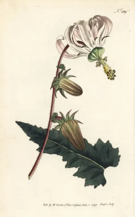 Framed Print : Rough-leav d michauxia, Michauxia campanuloides Framed Print : Rough-leav d michauxia, Michauxia campanuloides