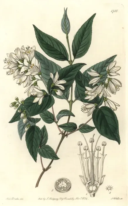 Framed Print : Rough-leaved deutzia, Deutzia scabra Framed Print : Rough-leaved deutzia, Deutzia scabra