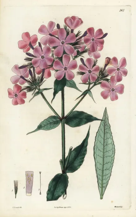 Framed Print : Rough-leaved lychnidea, Phlox scabra Framed Print : Rough-leaved lychnidea, Phlox scabra