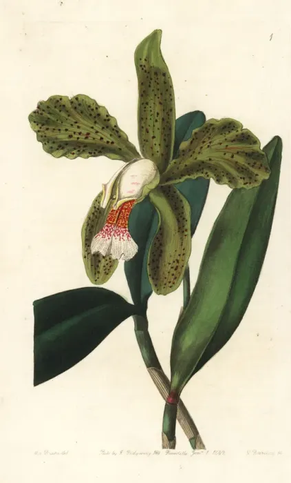 Framed Print : Rough-lipped cattleya, Cattleya granulosa Framed Print : Rough-lipped cattleya, Cattleya granulosa