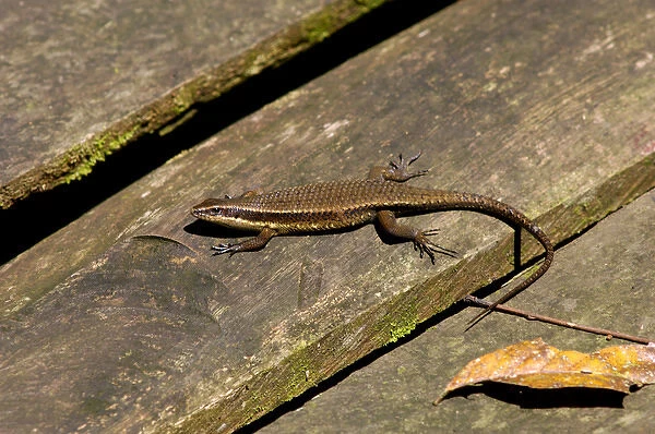 Rough-scaled Brown Skink basking on planks of a