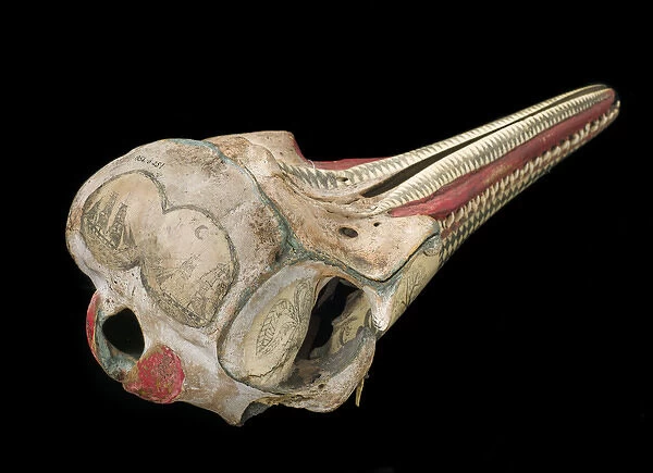 Rough-toothed dolphin skull with ink scrimshaw