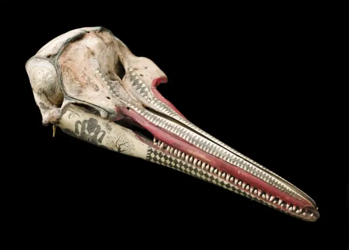 Framed Print : Rough-toothed dolphin skull with ink scrimshaw Framed Print : Rough-toothed dolphin skull with ink scrimshaw