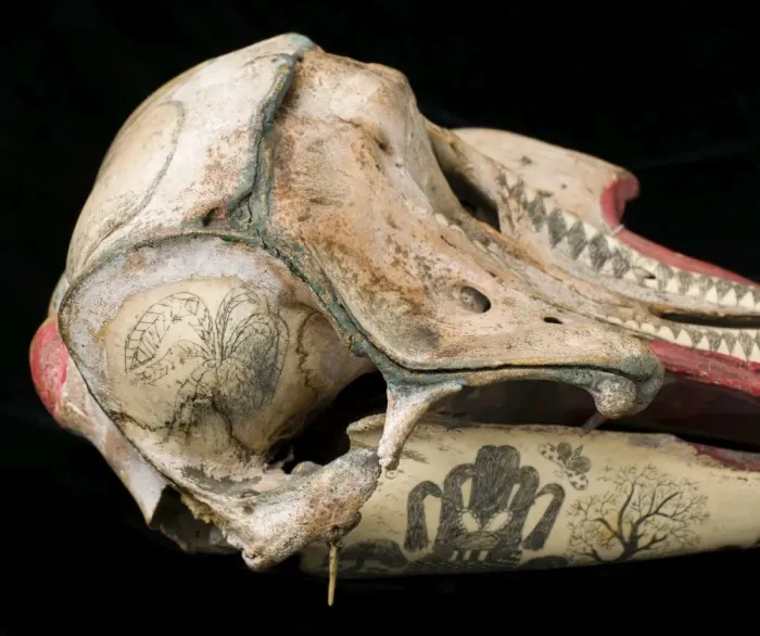 Framed Print : Rough-toothed dolphin skull with ink scrimshaw Framed Print : Rough-toothed dolphin skull with ink scrimshaw