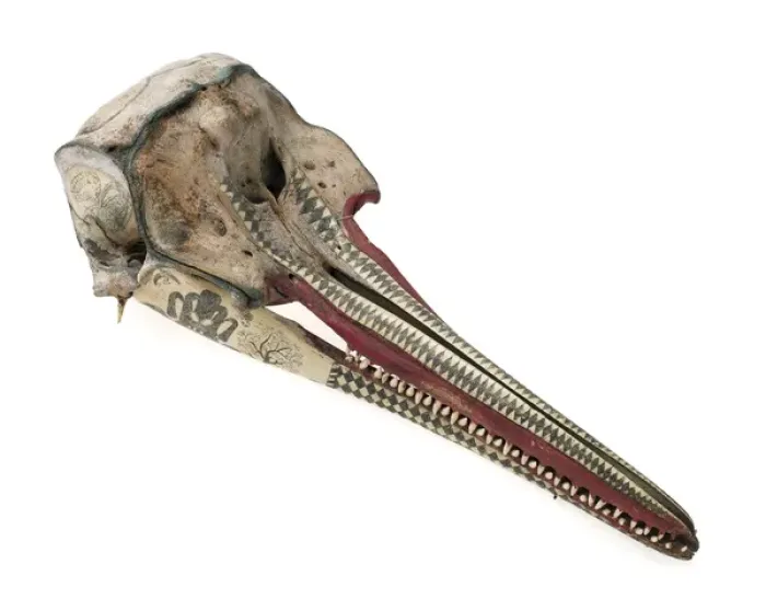 Framed Print : Rough-toothed dolphin skull with ink scrimshaw Framed Print : Rough-toothed dolphin skull with ink scrimshaw