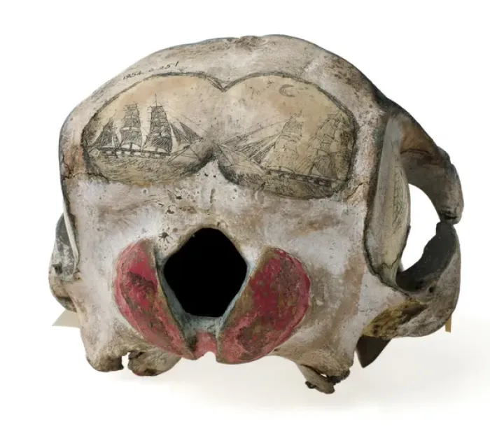 Framed Print : Rough-toothed dolphin skull with ink scrimshaw Framed Print : Rough-toothed dolphin skull with ink scrimshaw