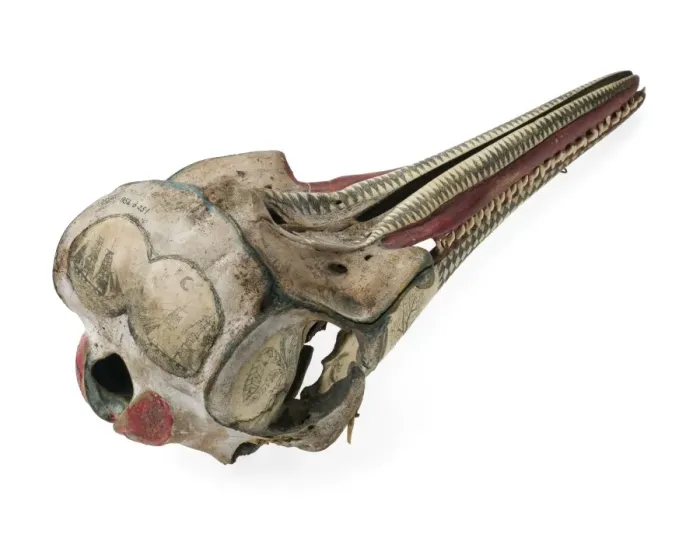 Framed Print : Rough-toothed dolphin skull with ink scrimshaw Framed Print : Rough-toothed dolphin skull with ink scrimshaw