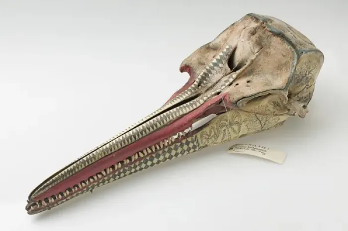 Framed Print : Rough-toothed dolphin skull with ink scrimshaw Framed Print : Rough-toothed dolphin skull with ink scrimshaw
