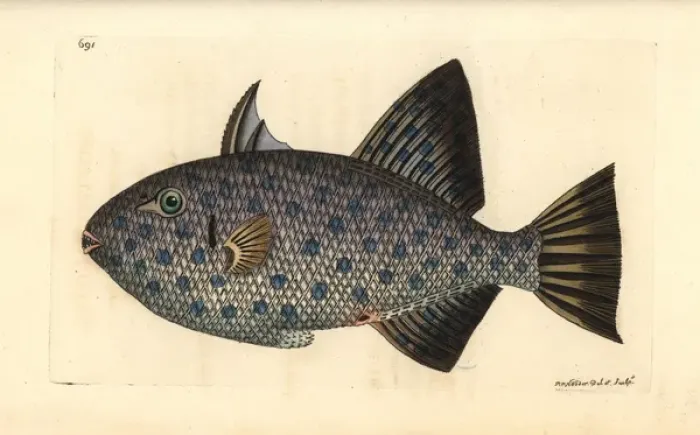 Framed Print : Rough triggerfish, Canthidermis maculata Framed Print : Rough triggerfish, Canthidermis maculata