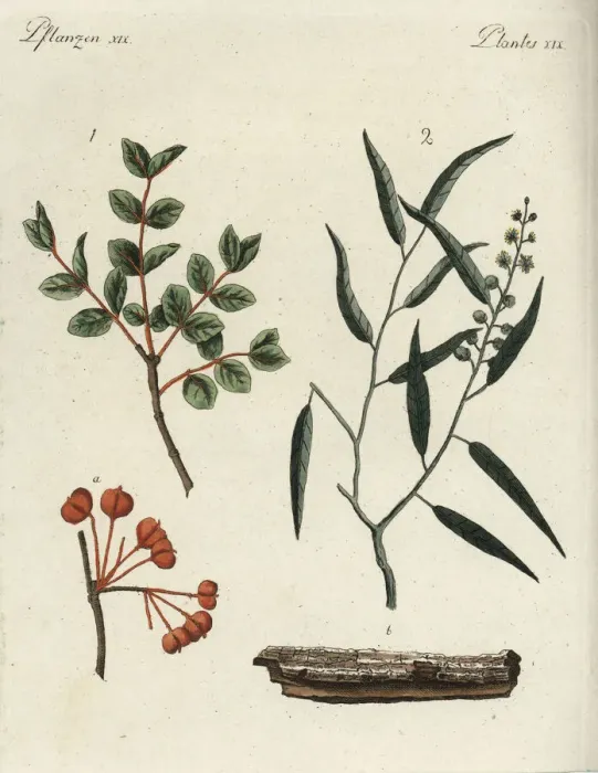 Framed Print : Roughbark lignum-vitae and cascarilla Framed Print : Roughbark lignum-vitae and cascarilla
