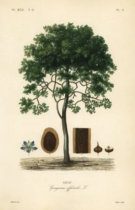Framed Print : Roughbark lignum-vitae, Guaiacum officinale. Endangered Framed Print : Roughbark lignum-vitae, Guaiacum officinale. Endangered