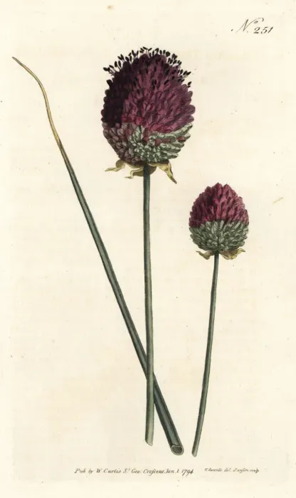 Framed Print : Round-headed garlic, Allium sphaerocephalon Framed Print : Round-headed garlic, Allium sphaerocephalon