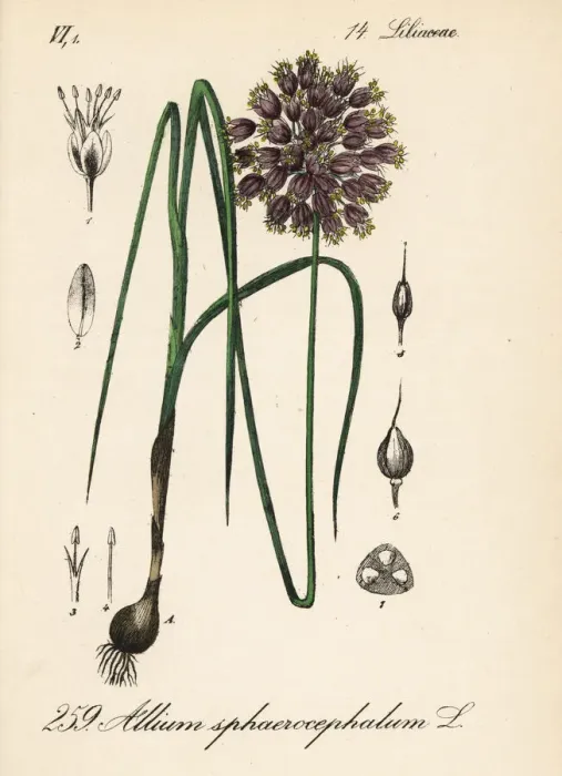 Framed Print : Round-headed leek or ball-head onion, Allium sphaerocephalum Framed Print : Round-headed leek or ball-head onion, Allium sphaerocephalum