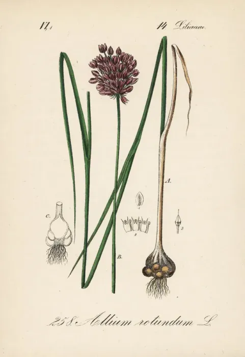 Framed Print : Round-headed leek or purple-flowered garlic, Allium rotundum Framed Print : Round-headed leek or purple-flowered garlic, Allium rotundum