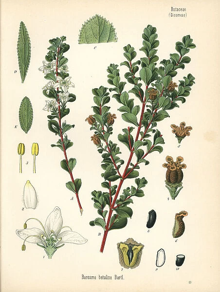 Round leaf buchu, Agathosma betulina