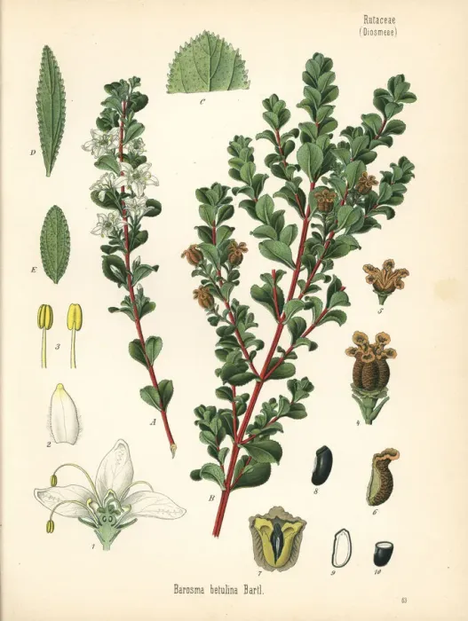 Framed Print : Round leaf buchu, Agathosma betulina Framed Print : Round leaf buchu, Agathosma betulina