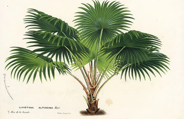 Round-leaf fountain palm, Saribus rotundifolius