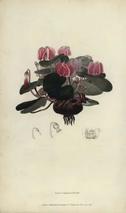 Framed Print : Round-leaved cyclamen, Cyclamen coum