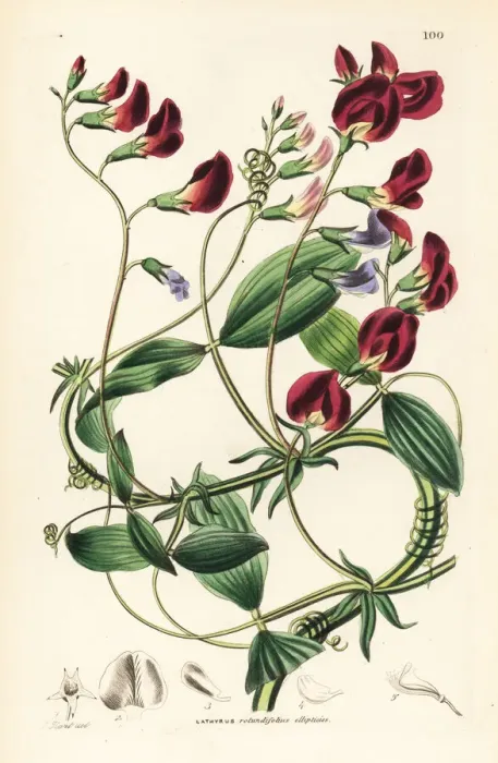 Framed Print : Round-leaved everlasting pea, Lathyrus rotundifolius Framed Print : Round-leaved everlasting pea, Lathyrus rotundifolius