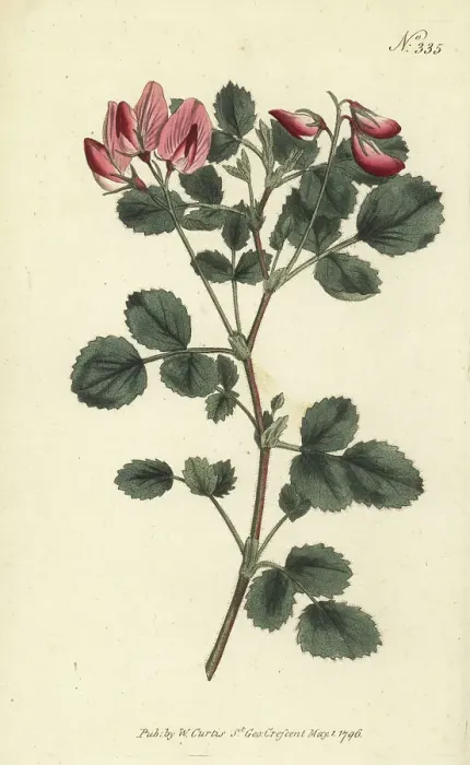 Framed Print : Round-leaved restharrow, Ononis rotundifolia Framed Print : Round-leaved restharrow, Ononis rotundifolia