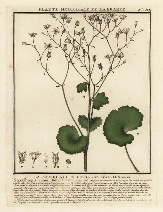 Framed Print : Round-leaved saxifrage, Saxifraga rotundifolia Framed Print : Round-leaved saxifrage, Saxifraga rotundifolia