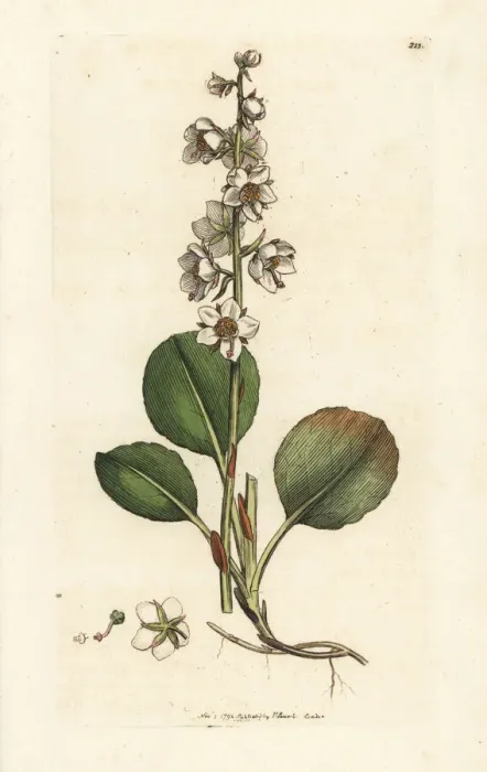 Framed Print : Round-leaved wintergreen, Pyrola rotundifolia Framed Print : Round-leaved wintergreen, Pyrola rotundifolia