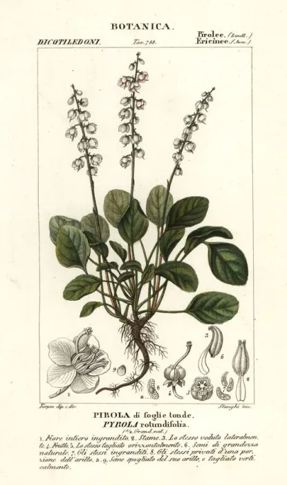 Framed Print : Round-leaved wintergreen, Pyrola rotundifolia Framed Print : Round-leaved wintergreen, Pyrola rotundifolia