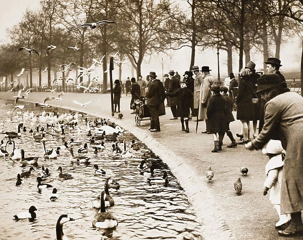 Round Pond 1927. Wildlife on the Round Pond in Kensington Gardens